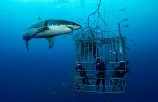 海洋爆料大白鲨事件视频,大白鲨神秘事件视频曝光  第3张